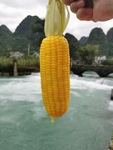 玉米