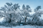 雪景