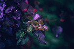 植物