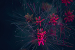 植物