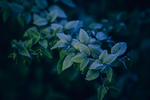 植物