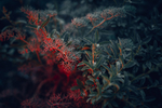 植物