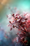 霜花