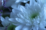 花 白菊花