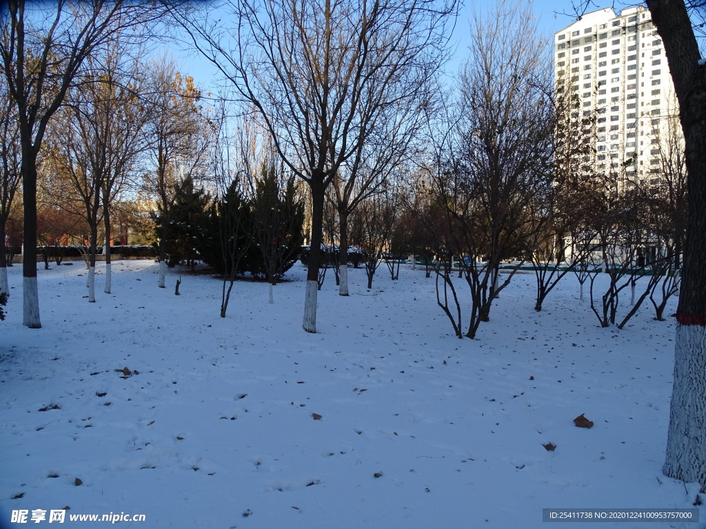 雪地 树林 阳光