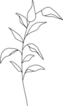 手绘花藤花纹