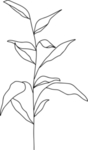 手绘花藤花纹