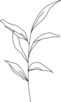 手绘花藤花纹