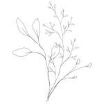 手绘花藤花纹