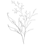手绘花藤花纹
