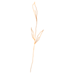 手绘花藤花纹