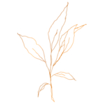 手绘花藤花纹