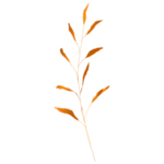 手绘花藤花纹