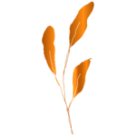 手绘花藤花纹