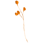 手绘花藤花纹