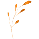 手绘花藤花纹