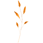 手绘花藤花纹