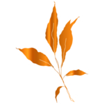 手绘花藤花纹
