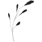 手绘花藤花纹