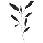 手绘花藤花纹