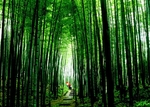 竹海国家森林公园