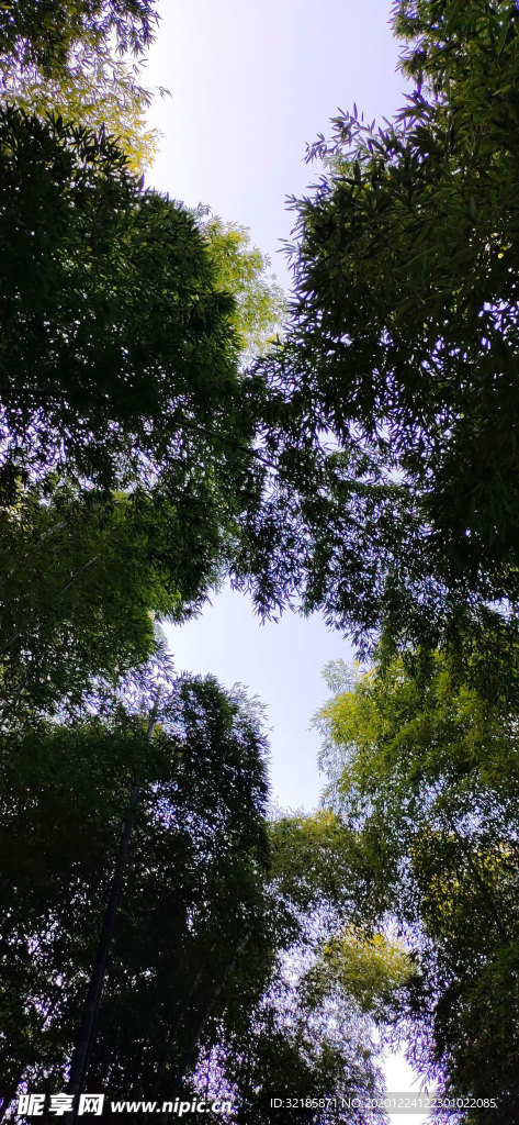 竹子  图片