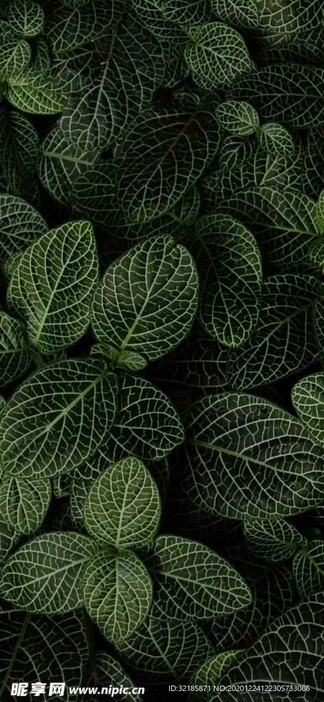 网纹草图片
