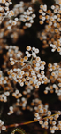 花树 图片