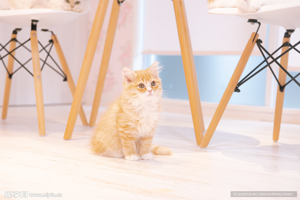 猫