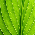 微距叶脉绿色植物