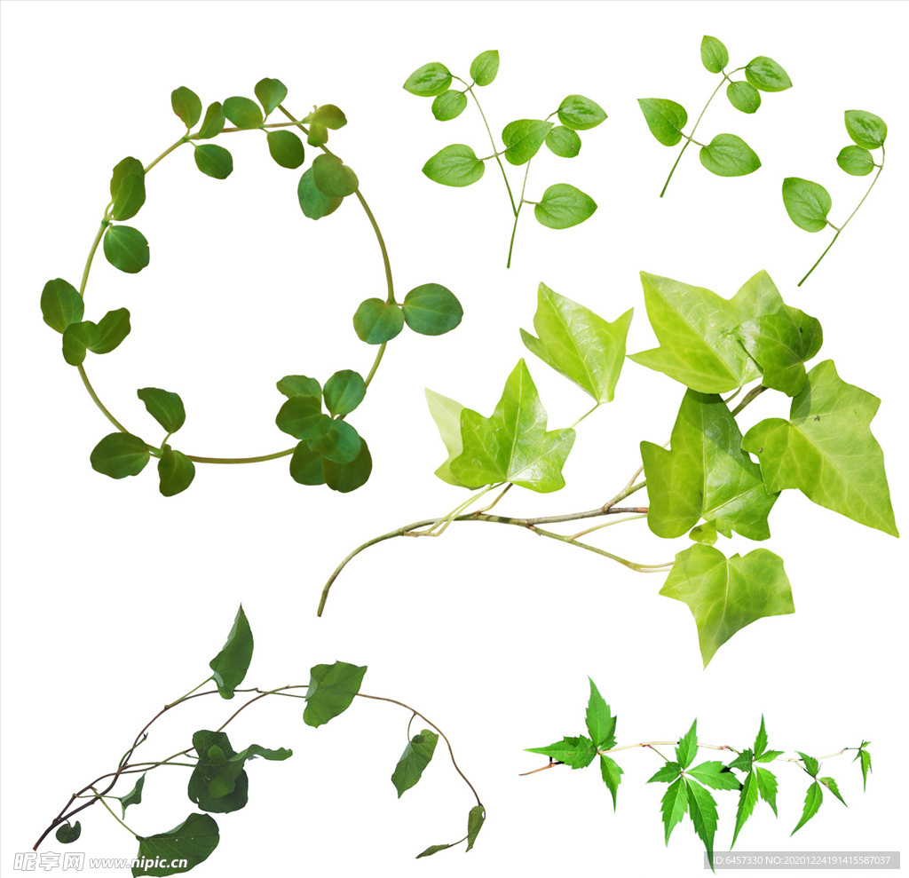 植物藤蔓免抠PNG免抠