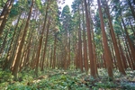 森林风景