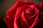 玫瑰花