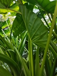 芋头叶