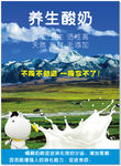 养生酸奶   雪山