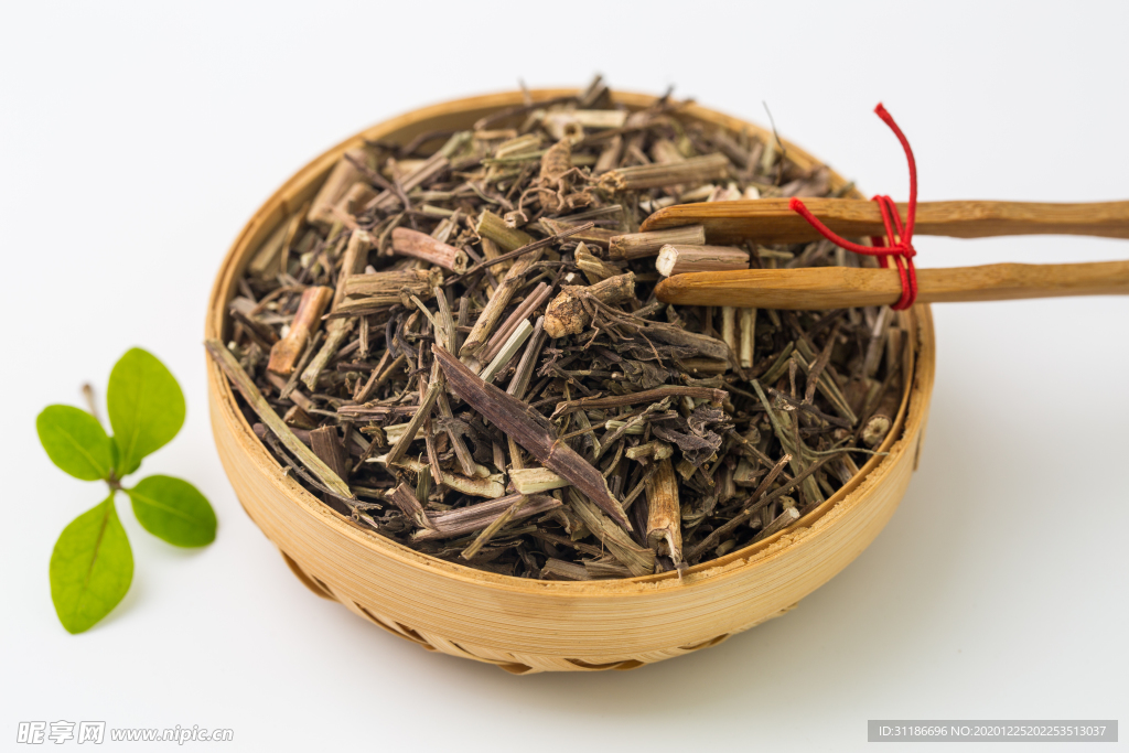 马鞭草