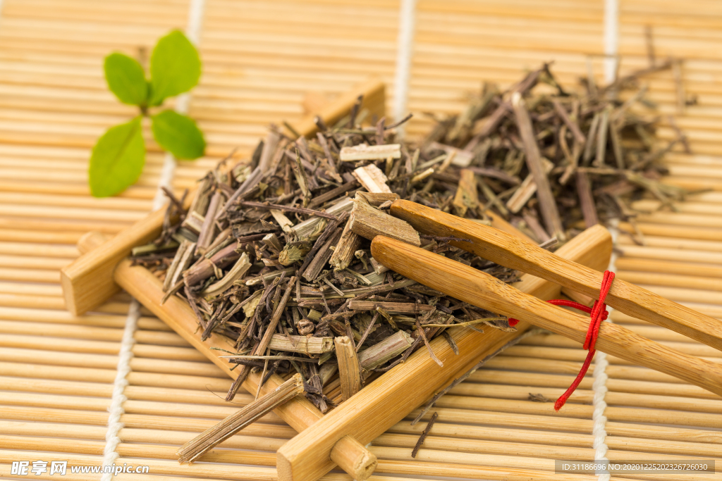 马鞭草