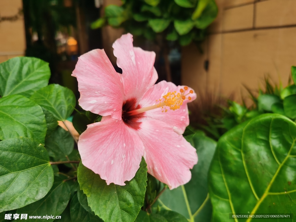 扶桑花特写