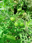 西红柿秧子与几个青色的西红柿