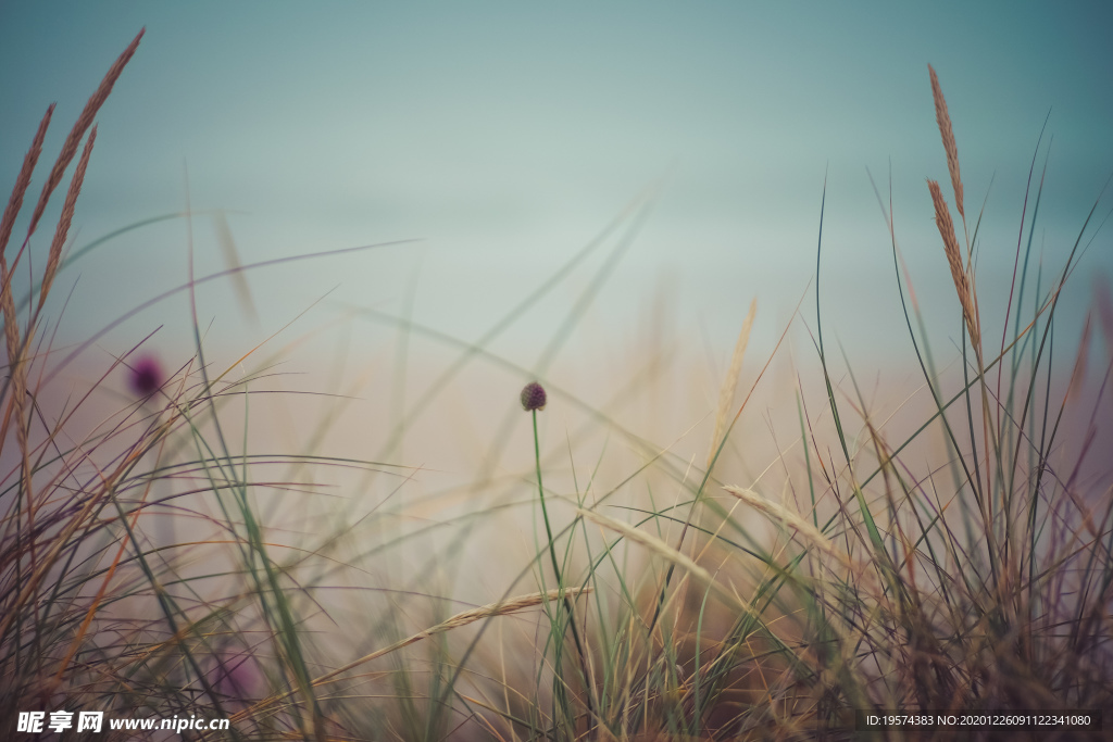 雾蒙蒙的海滩雾气