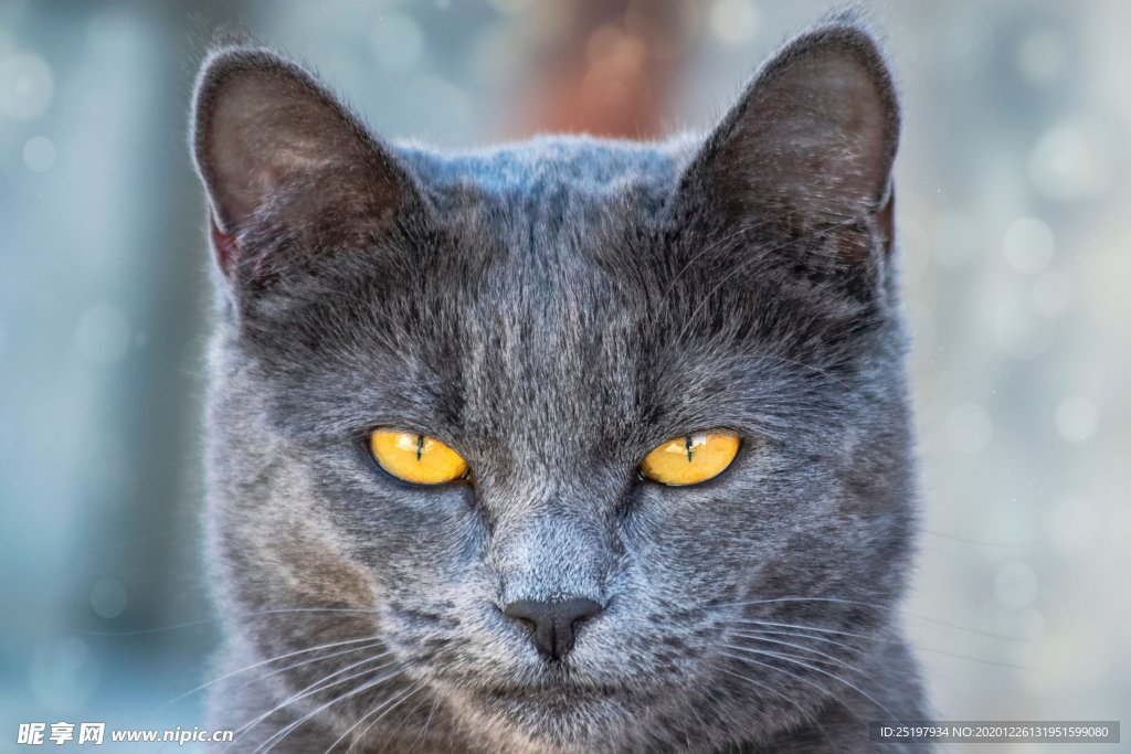 猫