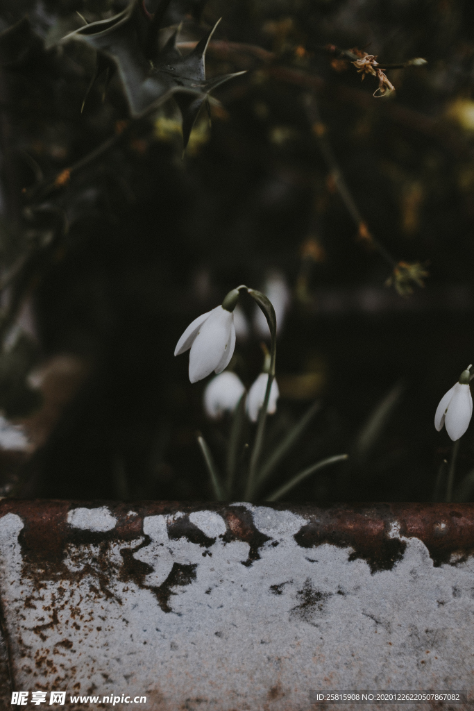 雪滴花