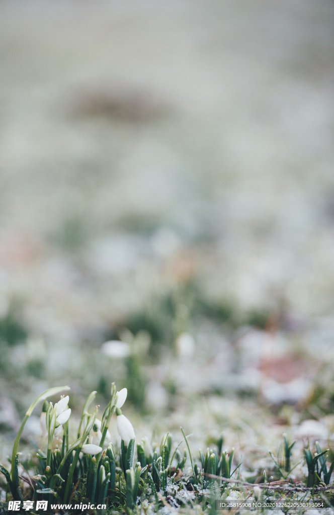 雪滴花