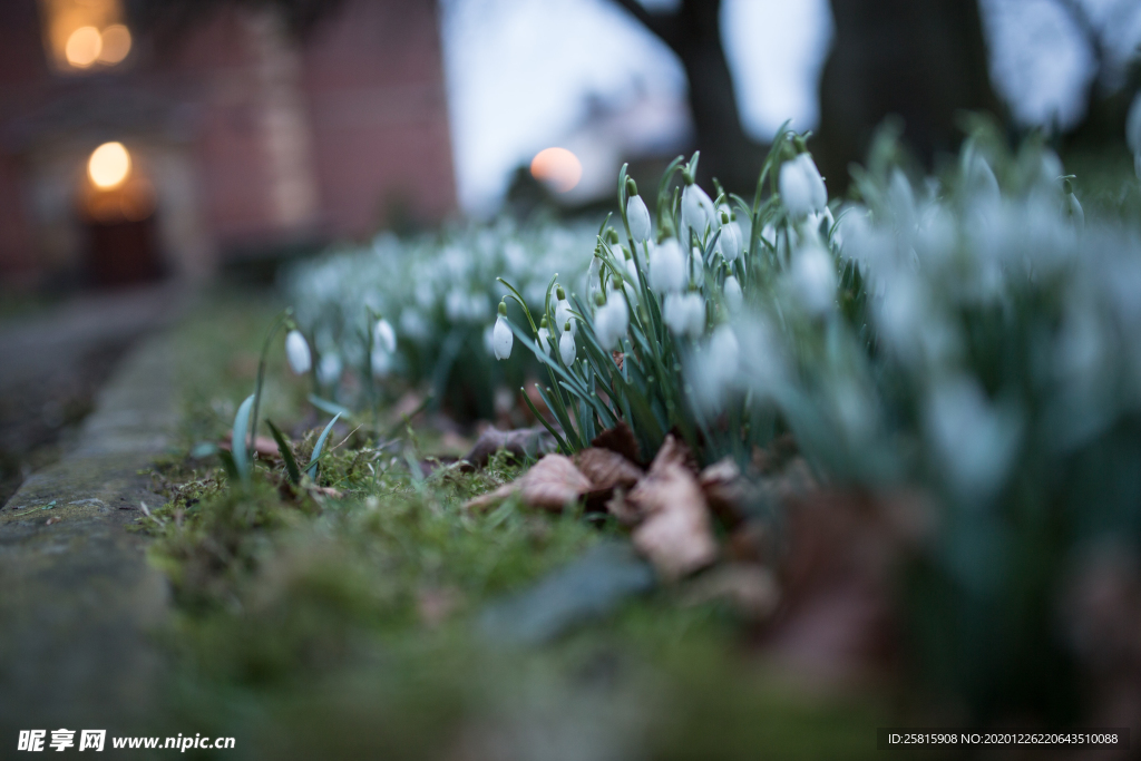 雪滴花