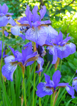 鸢尾花