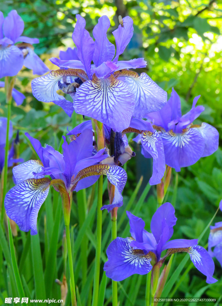 鸢尾花