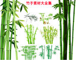 竹子素材富贵竹