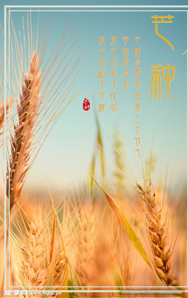 芒种