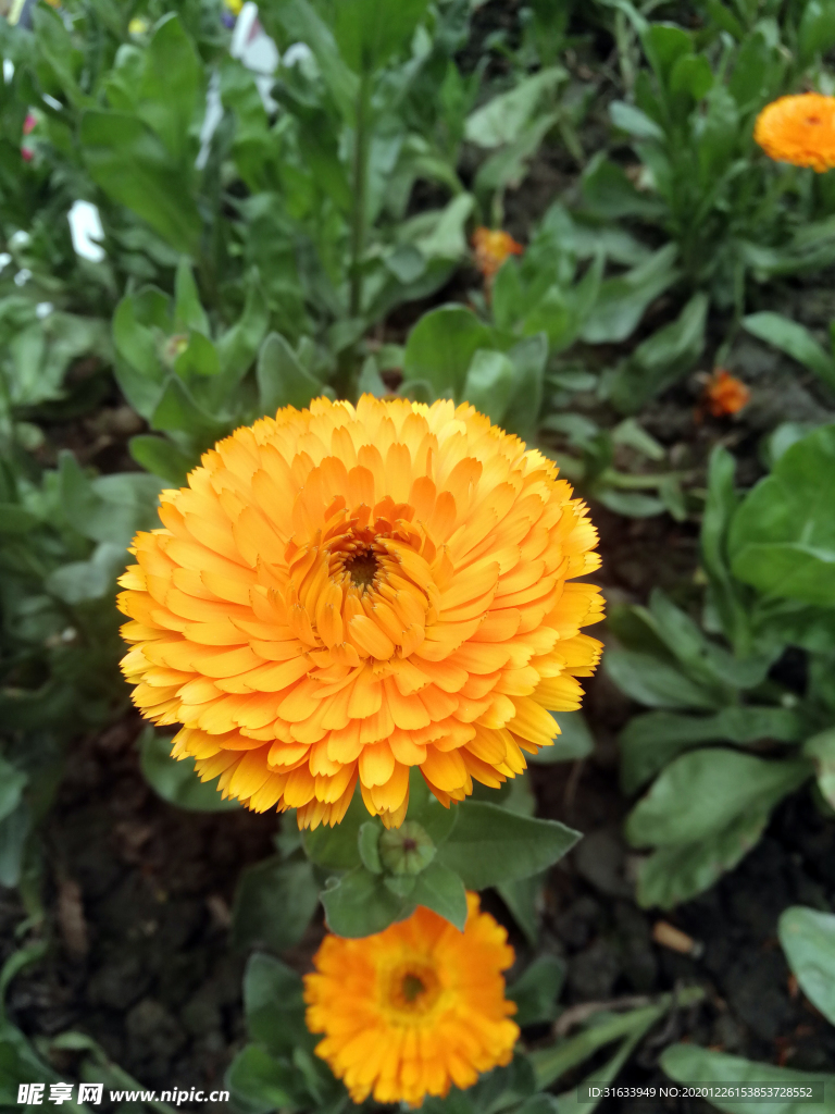 小雏菊