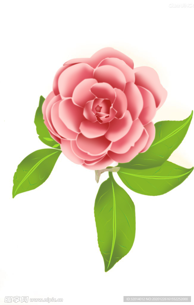 山茶花